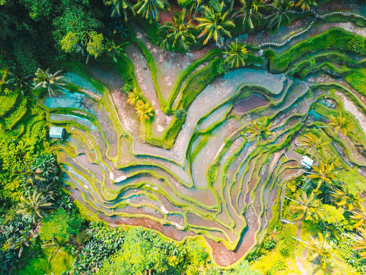 Tegallalang Rice Terraces-resized